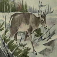 Sjevernoameričke divlje životinje Mule jeleni poster Print Harry F. Harvey