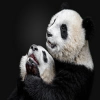 Pandas Poster Print - Alessandro Catta