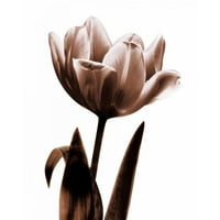 Kelly, Caroline crna moderna moderna uokvirena muzejska umjetnost tisak pod nazivom - Tulip u Sepia