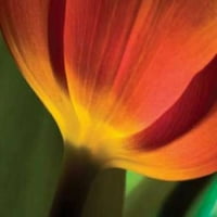 Tulip up Close II poster Ispis Lee Peterson