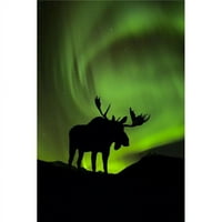 Silueta moosa sa zelenom aurorom Borealis iza nje unutrašnjosti Aljaska kompozitnog plakata Ispis
