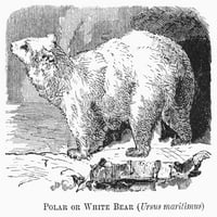 Polarni medvjed, 1875. Nrassinus Maritimus. Graviranje linije, 1875. Poster Print by