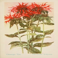 American Wild Cvijeće Oswego Čaj Poster Print F. S-Mathews