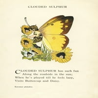 Bebe leptira zamućene su sumporni poster Print M.T. Ross