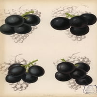Sorte grožđa Black Hamburg i Gros Colmana Poster Print ® Florilegije Mary Evans