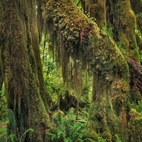 Velikog lista javorovo drvo dragi sa klupskim mahovinskim rešetkama-olimpijskim nacionalnim parkom-Washington