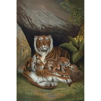 John George Wood Crna Ornate Wood uramljeno Double Matted Museum Art Print pod nazivom - Tiger