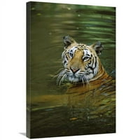 Globalna galerija GCS-452700-2030- In. Bengal Tiger u vodi, porijeklom u Indiji Art Print - Konrad Wothe