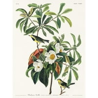 Audubon, John James Crni modernog uokvirenog muzeja Art Print pod nazivom - Bachmans Warbler