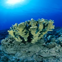 Hawaii, izbliza jednostruke grupe raste raste na grebenu, plavi vodeni plakat