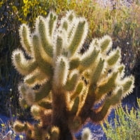 Jutarnje svjetlo na Cholla Cactusu, pustinjskom parku Anza-Borrego, Kalifornija, SAD Poster Print Russ