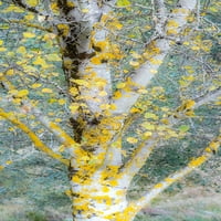 -Washington State-Bellevue Breći drveće sa zlatnim jesenskim bojama Print - Sylvia Gulin