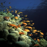 Narandžastostovestove Anthies gnjavi preko grebena. Crveno more, Egipat. Ronjenje pod vodom. Print plakata