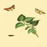 Surinam leptiri, moljac i caterpillars Poster Print by Jan Sepp