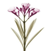 Predivan oleander a by Albert Koetsier