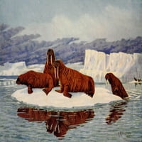 Američke životinje Walruses Poster Print A.r. Dugmore